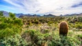 Barrel Cactus and many Saguaro cacti and shrubs in the mountainous desert landscape near Lake Bartlett