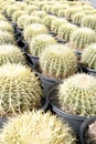 Barrel Cactus Nursery Royalty Free Stock Photo