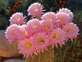 Barrel Cactus Pink Blooming Flower in Palmdale Royalty Free Stock Photo