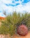 Barrel Cactus, Pink Canyon, Valley of Fire State Park, NV Royalty Free Stock Photo