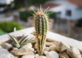 `Barrel Cactus` plant close up