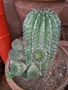 Barrel cactus plant& x28;Acanthocalycium violaceum& x29;