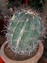 Barrel cactus plant& x28;Acanthocalycium violaceum& x29;