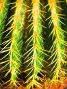 Barrel cactus in pot close-up