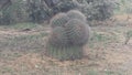 Barrel cactus Royalty Free Stock Photo