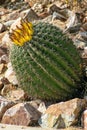 Barrel cactus in a rock garden in the american southwest with green texture and visible spikes in late afternoon sun Royalty Free Stock Photo