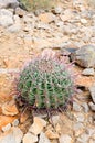 Barrel cactus in Saguaro National Park, Arizona