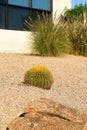 Barrel Cactus in Xeriscaped Front yard, Phoenix, AZ Royalty Free Stock Photo