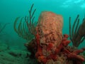 Barrel Coral and Sea Sponge Royalty Free Stock Photo