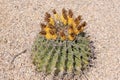 Barrel fishhook cactus -Ferocactus Wislizenii,