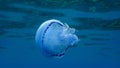 Barrel jellyfish Rhizostoma pulmo, dustbin-lid jellyfish or frilly-mouthed jellyfish undersea.