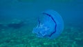 Barrel jellyfish Rhizostoma pulmo, dustbin-lid jellyfish or frilly-mouthed jellyfish undersea.