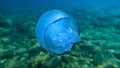 Barrel jellyfish Rhizostoma pulmo, dustbin-lid jellyfish or frilly-mouthed jellyfish undersea.