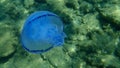 Barrel jellyfish Rhizostoma pulmo, dustbin-lid jellyfish or frilly-mouthed jellyfish undersea.