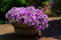 Barrel of Purple Petunias