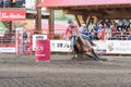 Barrel racing horse and rider gallop around barrel at stampede Royalty Free Stock Photo