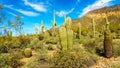 Barrel and Saguaro cacti in the semi desert landscape of Usery Mountain Regional Park near Phoenix Arizona Royalty Free Stock Photo