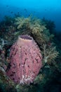 Barrel Sponge on Beautiful Reef Royalty Free Stock Photo