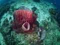 Barrel sponge and bigeye snapper Royalty Free Stock Photo