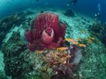 Barrel sponge and bigeye snapper Royalty Free Stock Photo