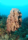 Barrel sponge in coral reef Royalty Free Stock Photo