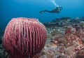 Barrel sponge and diver Royalty Free Stock Photo