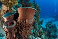 Barrel sponge - St John's reef Egypt Royalty Free Stock Photo