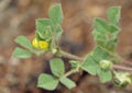 Barrel or Strong-spined Medick