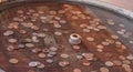 Wooden wishing well with coins