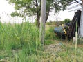 Barrels of industrial waste near the green tree and reeds. The concept of pollution of nature and storage of toxic products Royalty Free Stock Photo