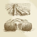 Barrels, vineyard, harvest, farm