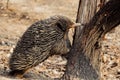 Australian native short-beaked echidna standing up foraging for ants in a tree trunk.