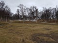 Barren birch tree forest in early spring time in the arctic circle as the snow is still visible in the forest