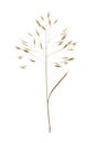 Barren brome or poverty brome Bromus sterilis a species of bromegrass with green to purplish leaves, the inflorescence is a Royalty Free Stock Photo