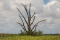 Barren and dead tree in grass field deep in southern Louisiana Royalty Free Stock Photo