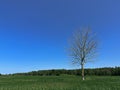 Barren dead tree in a summer wheat field