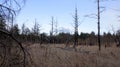 Remains of Forest Devastated by Fire