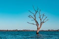 Barren dead trees growing in the water.