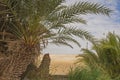 Barren desert landscape in hot climate with palm tree