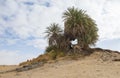 Barren desert landscape in hot climate with palm tree Royalty Free Stock Photo