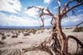 Barren desert sandy landscape of Death Valley National Park in California with sagebrush, a lone twisty tree and sand dunes