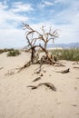 Barren desert sandy landscape of Death Valley National Park in California with sagebrush, a lone twisty tree and sand dunes Royalty Free Stock Photo