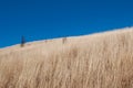 A barren desolate field on a hill with dried yellow grass