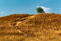 Barren desolate field on a hill with dried grass trees on the top with blue sky.