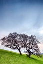 Barren dry tree on green hillside pasture. Useful as background. Royalty Free Stock Photo