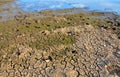 Barren earth. Dry cracked earth background. Cracked mud pattern. Soil In cracks.Creviced texture.Drought land. Environment drought Royalty Free Stock Photo