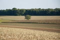 Barren Field Besides a Forest Royalty Free Stock Photo