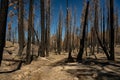 Barren Forest And Burned Trunks of Trees Along Pacific Crest Trail Through Lassen Volcanic Royalty Free Stock Photo