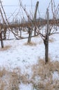 Barren grapevines in a pinot noir vineyard in winter with yellow straw and snow on the ground Royalty Free Stock Photo