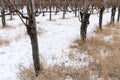 Barren grapevines in a pinot noir vineyard in winter with yellow straw and snow on the ground Royalty Free Stock Photo